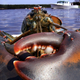 Illustration for article titled Now Women Are Catching Just as Many Delicious Lobsters as Men